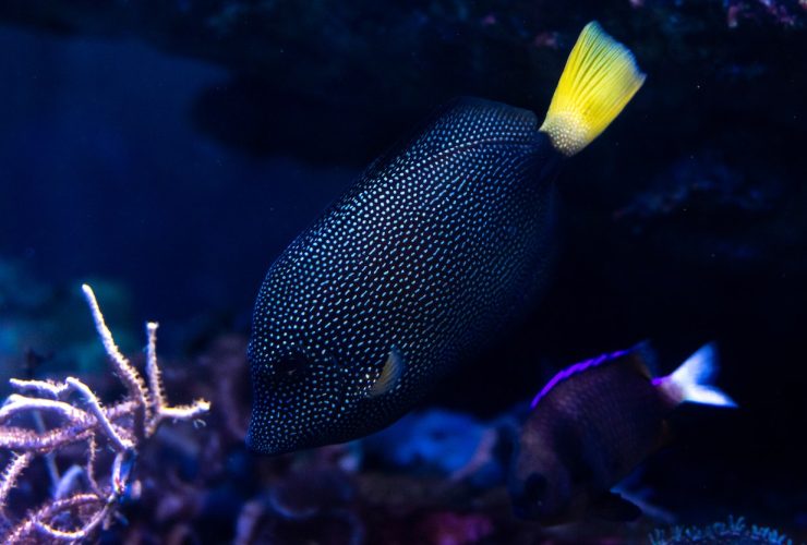 jack dempsey fish