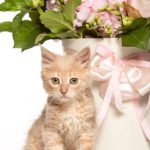 British Shorthair kittens for sale