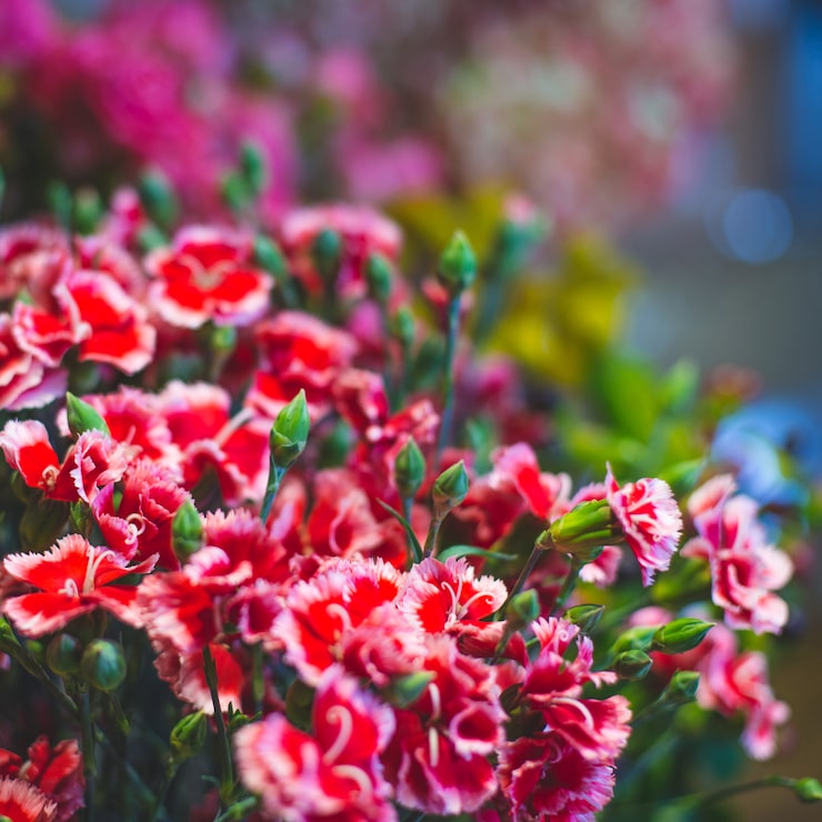 Carnations in Bulk: Fresh Flowers That Save Money