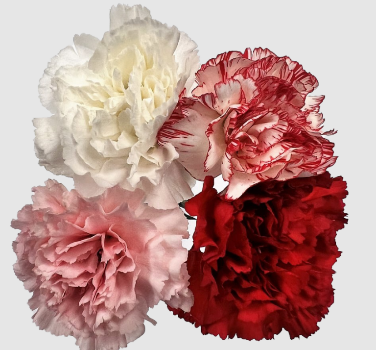 Bulk Carnations for Weddings: More Beauty, Less Budget Stress